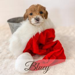 Bluey - Red  female Goldendoodle puppy in Melba, Idaho from KZ Doodles