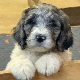 Zelda - female Newfypoo puppy in San Antonio, Texas from Mammoth Doodles