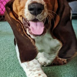 Basset Hounds from Chagrin River Basset Hounds of NE Ohio
