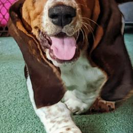 Basset Hounds from Chagrin River Basset Hounds of NE Ohio
