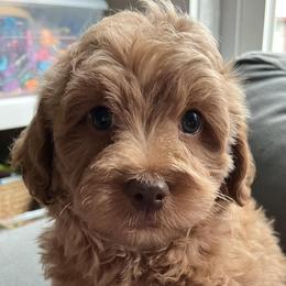 Aussiedoodles, Goldendoodles, and Labradoodles from Adirondack Labradoodles