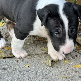 Wyatt - Black brindle and white male Bull Terrier puppy in Springfield, Ohio from Lynn Hill Bull Terriers