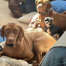 Vizsla puppies from Vizslas of Illinois