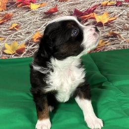 Little Bit- Tiny Toy - Black tri male Miniature Australian Shepherd puppy in Signal Mountain, Tennessee from D & D Miniature and Toy Australian Sheppards