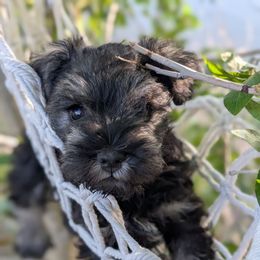 Miss Primrose - Salt and pepper female Miniature Schnauzer puppy in Cody, Wyoming from Bliss Creek MTN Meadows