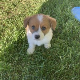 Girl 3 - Sable Pembroke Welsh Corgi puppy in Idaho from McKay Corgi's
