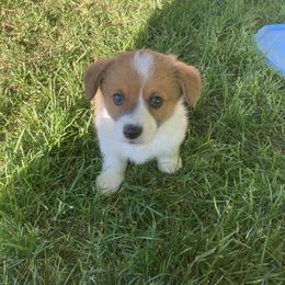 Girl 3 - Sable Pembroke Welsh Corgi puppy in Idaho from McKay Corgi's