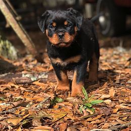 Rottweiler Puppies from Bronx Von Bridges Rottweilers