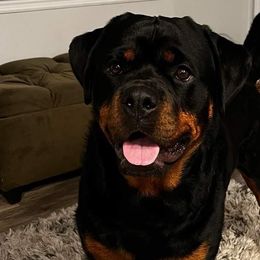 Rottweilers from Vom Hause Goldengift Rottweilers