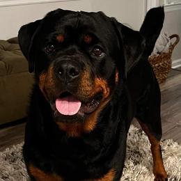 Rottweilers from Vom Hause Goldengift Rottweilers