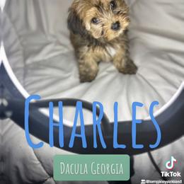 Yorkshire Terrier Puppies from Empire Yorkies