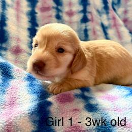 Girl 1 AKC 3995 - Cream female Dachshund puppy in Ocala, Florida from Island Farms Mimi’s Dachshunds Florida