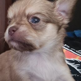 Chihuahua Puppies from The Joyful World of Chihuahuas