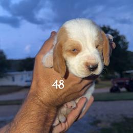 MC 48 - Red and white male Basset Hound puppy in Conway, Missouri from Ozark Mountain Kennel