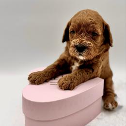 Pineapple - Red female Cavapoo puppy in La Vernia, Texas from Texas Teddy Bears