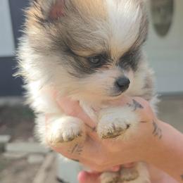 Rowan - Cream sable parti male Pomeranian puppy in Gun Barrel City, Texas from Petite Poms