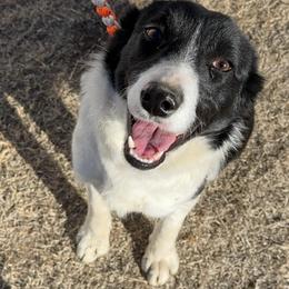 Skippy - Border Collie