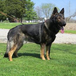 bre - German Shepherd