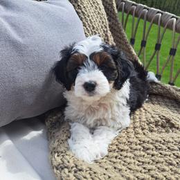 Boy 1 - male Cavapoo puppy in Mohnton, Pennsylvania from Maple Grove Cavaliers