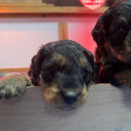 Puppy 2 - Black and tan male Airedale Terrier puppy in Lodi, Wisconsin from Mystic’s Airedales