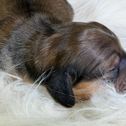 Marvin - Red male Dachshund puppy in Oregon from SoCo Dachshunds