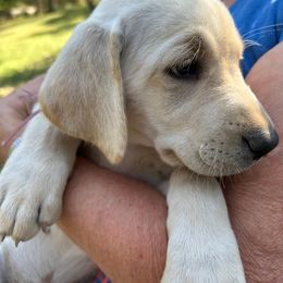 Girl 4 - female Labrador Retriever puppy in Earlham, Iowa from Family Labs
