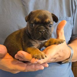 Girl 2 - Fawn female French Bulldog puppy in Solway, Minnesota from PcFrenchies