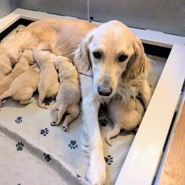 Aussiedoodle, Australian Shepherd, and Golden Retriever Puppies from Hope & Joy Acres