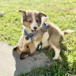 Shetland Sheepdog Puppies from Chas Petersen