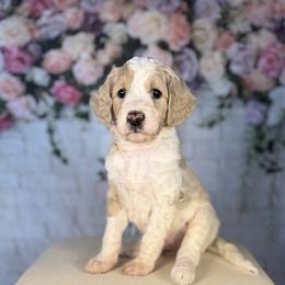 Whit - Parti male Goldendoodle puppy in Cedar Falls, Iowa from Northeast Iowa Doodles