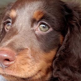 Dachshunds from CCN4 Dachshunds