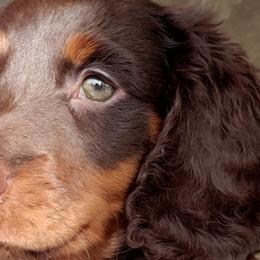 Dachshunds from CCN4 Dachshunds