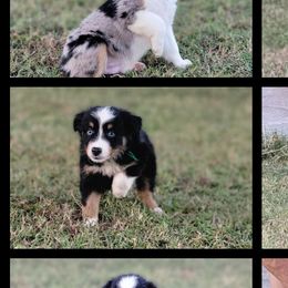 Aussiedoodles, Bernedoodles, Miniature Australian Shepherds, and Poodles from Waterford Doodle Farm