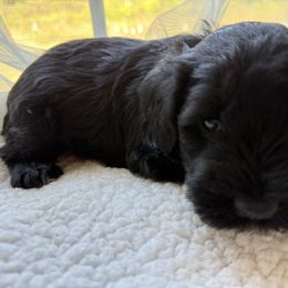 Brown collar - Black male Miniature Schnauzer puppy in Smyrna, Tennessee from Moore's Miniature Schnauzers
