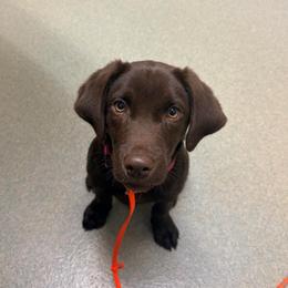Boozy - Chocolate female Labrador Retriever puppy in Dickson, Tennessee from Cane Creek Labradors