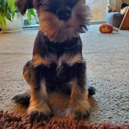 Miniature Schnauzer Puppies from Gerhauzer's Schnauzers