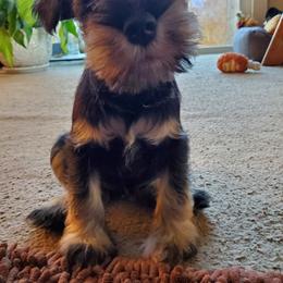 Miniature Schnauzer Puppies from Gerhauzer's Schnauzers