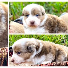 Australian Shepherd Puppies from Soggy Bottom Farms