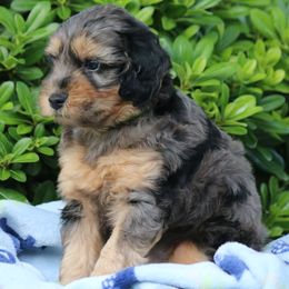 Epic - Merle male Whoodle puppy in Tomball, Texas from Texas Puppy Dreams LLC dba Whoodles and Co.