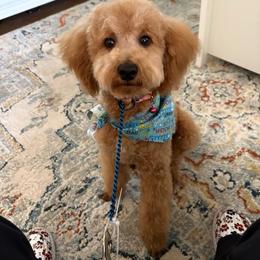 Magic - Poodle
