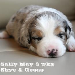SALLY MAY (bmf) - Blue merle female Miniature American Shepherd puppy in Pasco, Washington from ROCK CREEK LABRADORS Pasco, WA