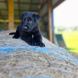 Teal K von Charry - Black female German Shepherd puppy in Midway, Kentucky from Von Charry German Shepherd’s