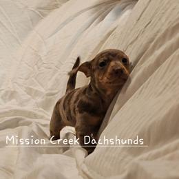 Girl 2 - Dapple female Dachshund puppy in Winchester, Idaho from Mission Creek Dachshunds