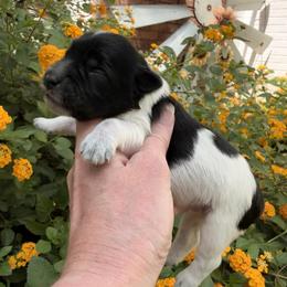 Tux - Black male Miniature Schnauzer puppy in Silver Creek, Mississippi from Mamie’s Minis, LLC