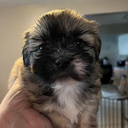 Coco - Brindle and white female Shih Tzu puppy in Reading, Michigan from You Little Shih-tzu’s 😊