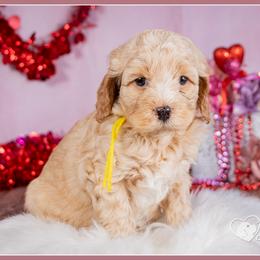 Karen - Red female Cockapoo puppy in Connersville, Indiana from Deaz Doodle Ranch