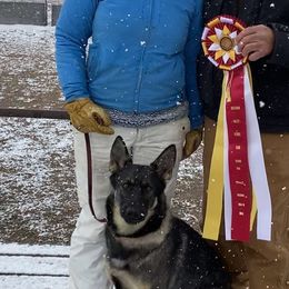 German Shepherds from Brisingamen Shepherds