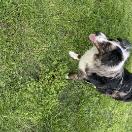 Aussiedoodle, Australian Shepherd, Miniature American Shepherd, and Poodle All Grown Up from Mammydoodles282