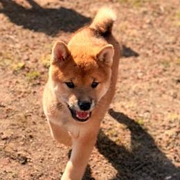 Hanabi - Red male Shiba Inu puppy in Marshall, Minnesota from Tobitatsu Shiba Inu