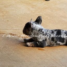 Boston Terrier and French Bulldog Puppies from Freedom Bostons